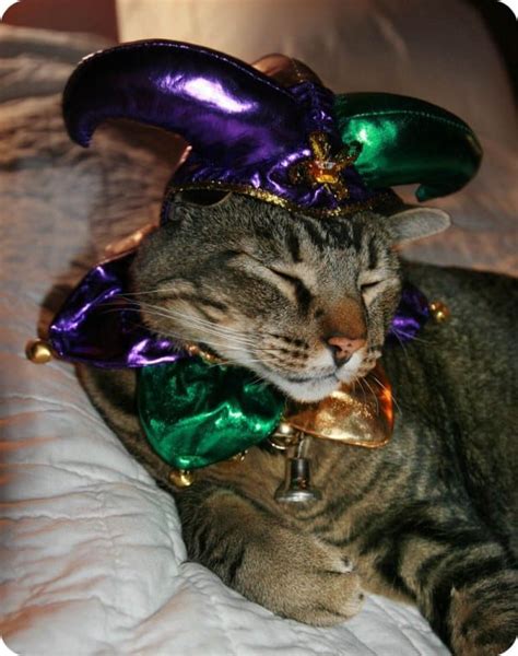 fat cats tuesday|mardi gras cat.